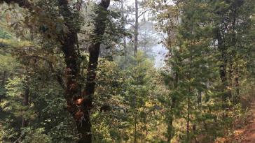 Ziel von illegalen Holzfällern: der Gemeindewald von Jaleaca de Catalán (Guerrero)