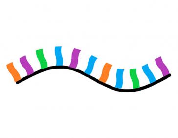 Vereinfachte Darstellung des Messenger RNA (mRNA) Vereinfachte Darstellung des Messenger RNA (mRNA)