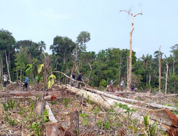 Illegale Drogenwirtschaft beschleunigt laut UN die Umweltzerstörung und verletzt die Menschenrechte im Amazonasgebiet