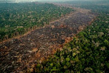 In Brasilien werden  tausende Quadratkilometer Regenwald für die Rinderzucht zerstört