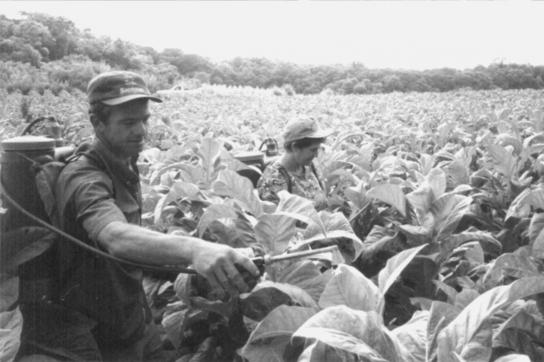 Ungeschützter Pestizideinsatz im Tabakanbau in Brasilien