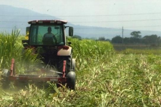 Soll effizienter werden: Kubas Landwirtschaft