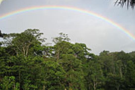 Unberührte Natur: Soll sie der "Entwicklung" weichen? Ein Regenbogen ist über unberührtem Urwald zu sehen.