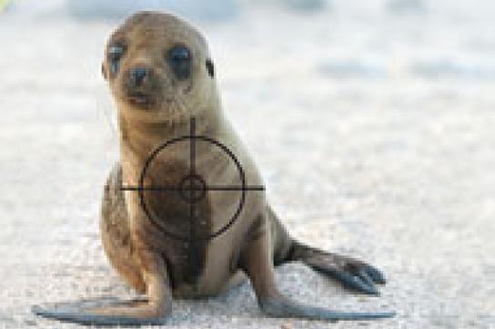 Im Visier von Regierung und Fischwirtschaft? Im Visier von Regierung und Fischwirtschaft?