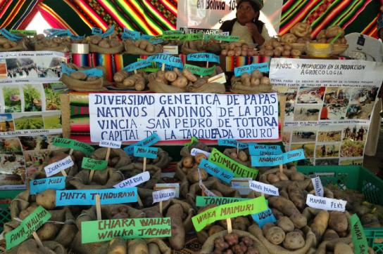Eine Kleinbäuerin im Bolivien verkauft auf dem Markt biologisch angebaute Kartoffelsorten Eine Kleinbäuerin im Bolivien verkauft auf Markt biologisch angebaute Kartoffeln