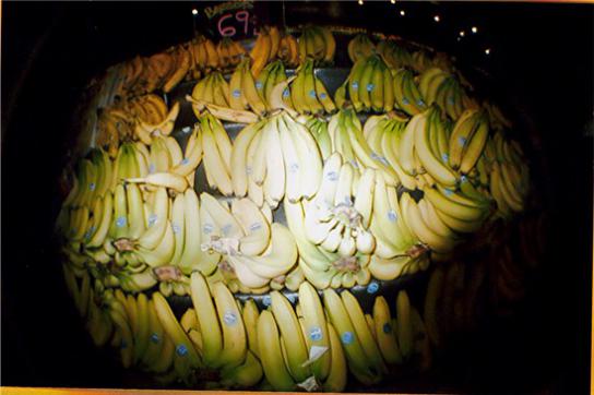 Zu Beginn der 1990er Jahre waren Bananen das Hauptexportprodukt von Kolumbien