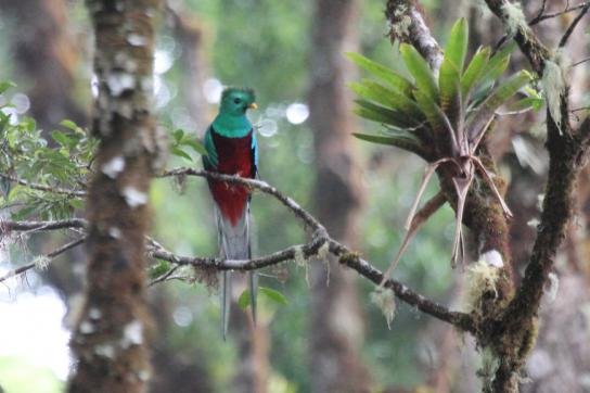 Quetzal in Savegre, Costa Rica. Dieses Reservat ist eines der fünf in Lateinamer