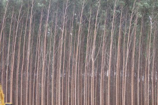 Eukalyptus-Monokultur in Brasilien.