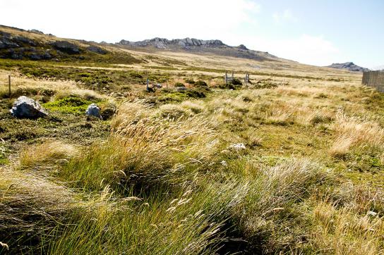Die Landschaft auf Ostfalkland Die Landschaft auf Ostfalkland: Hügeliges Grasland und Berge im Hintergrund