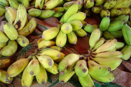 Ende des Bananenstreits mit Lateinamerika